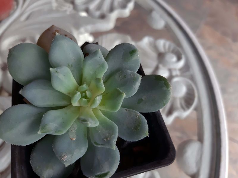 A photo of Echeveria Humberto Villa  (HIBRIDO)