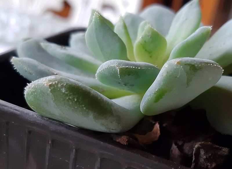 A photo of Echeveria Humberto Villa  (HIBRIDO)
