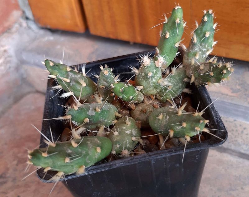 A photo of Maihueniopsis ovata