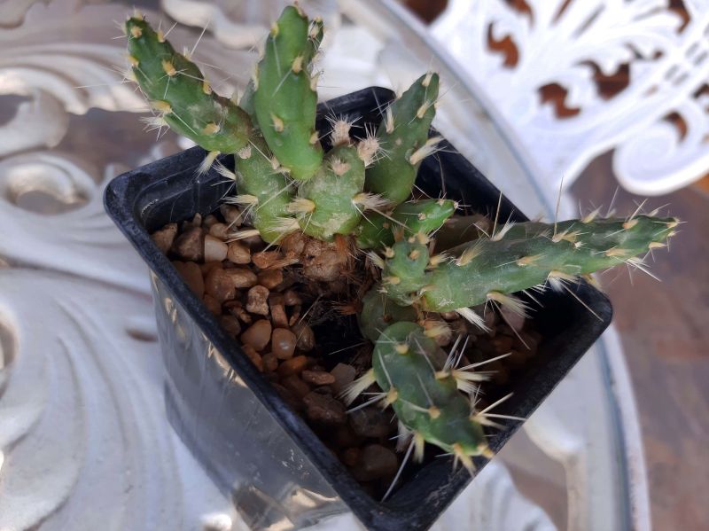 A photo of Maihueniopsis ovata