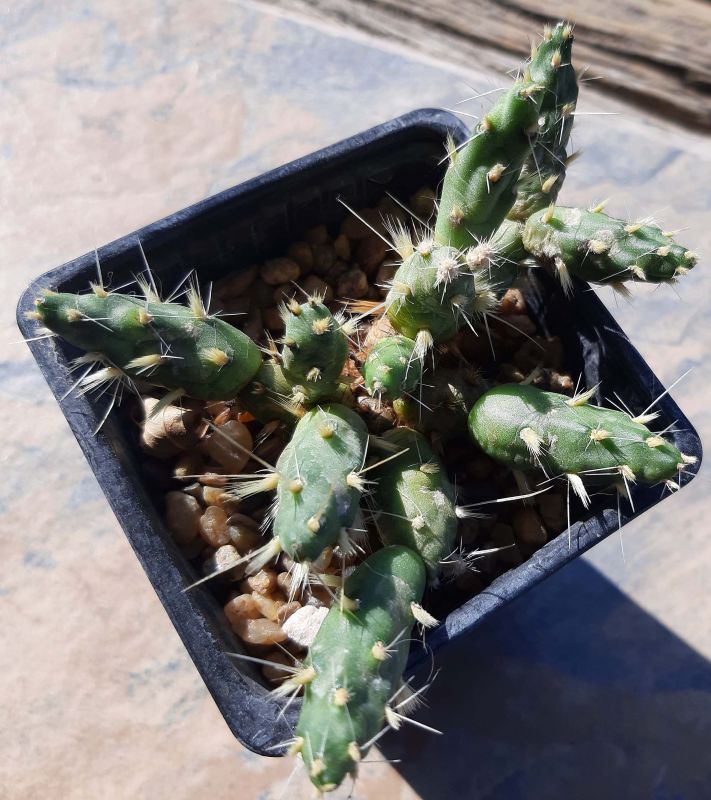 A photo of Maihueniopsis ovata