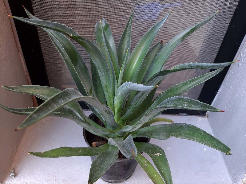 A photo of Agave desmettiana