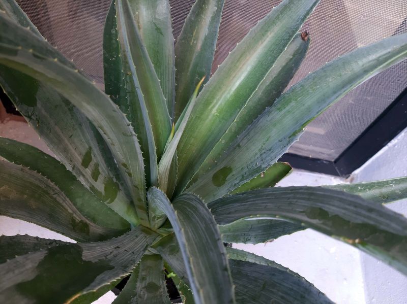A photo of Agave desmettiana