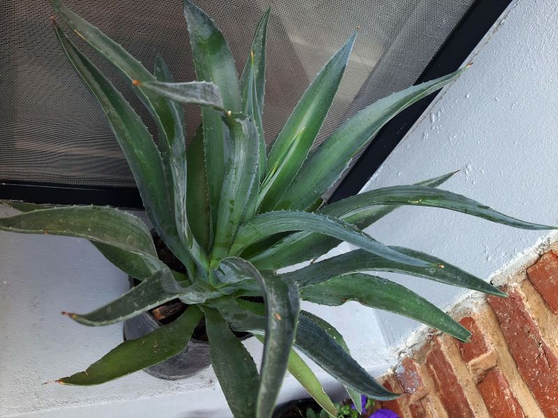 A photo of Agave desmettiana