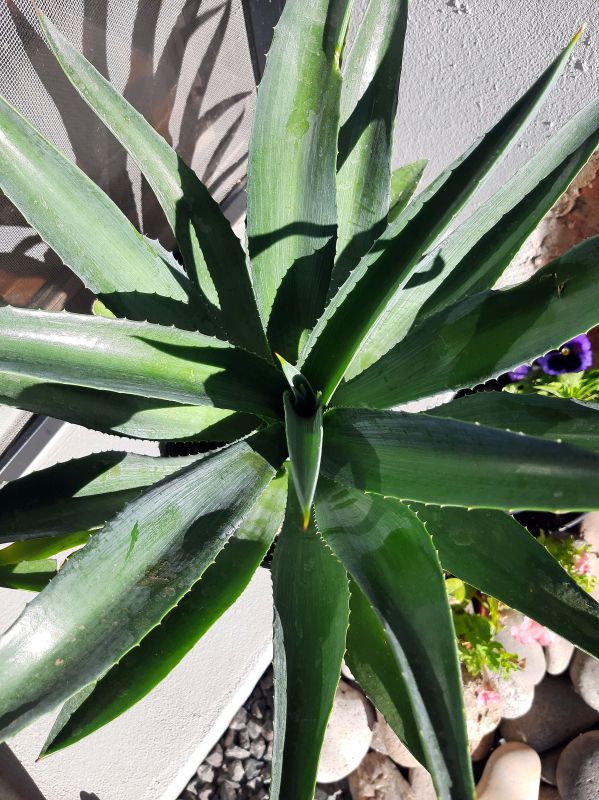 A photo of Agave desmettiana