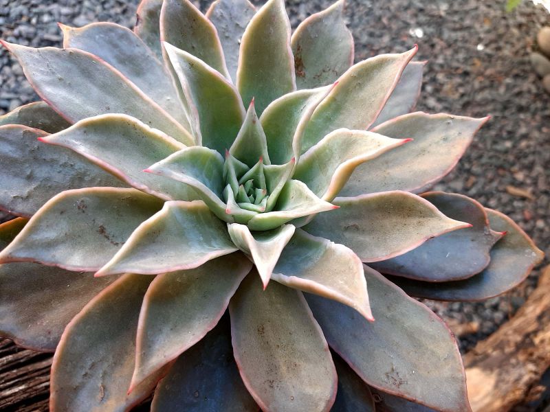 Una foto de Echeveria Madiba (HIBRIDO)