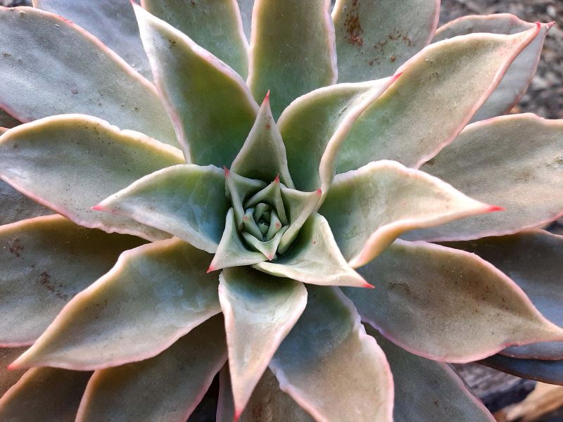 Una foto de Echeveria Madiba (HIBRIDO)
