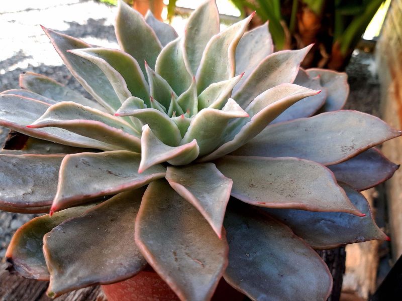 Una foto de Echeveria Madiba (HIBRIDO)