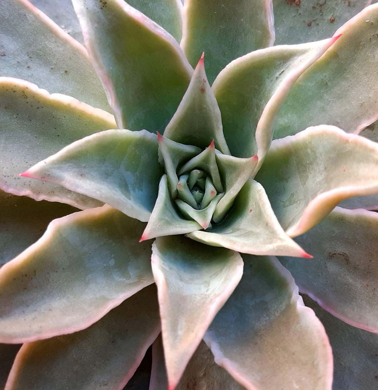 Una foto de Echeveria Madiba (HIBRIDO)