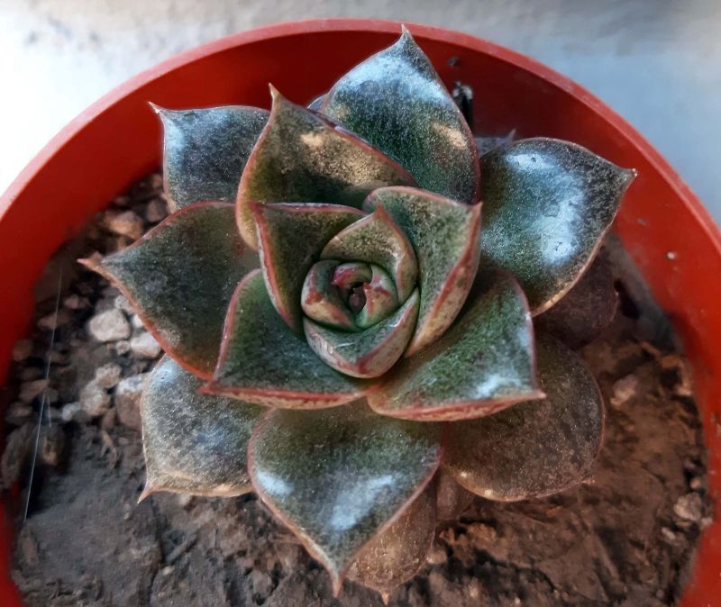 A photo of Echeveria Dionysos (E. purpusorum x E. spec.) (HIBRIDO)