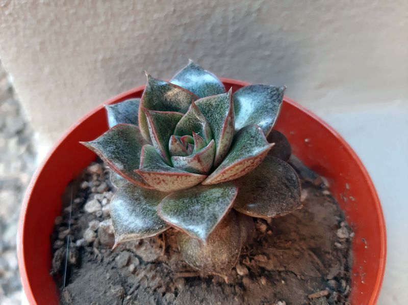 A photo of Echeveria Dionysos (E. purpusorum x E. spec.) (HIBRIDO)