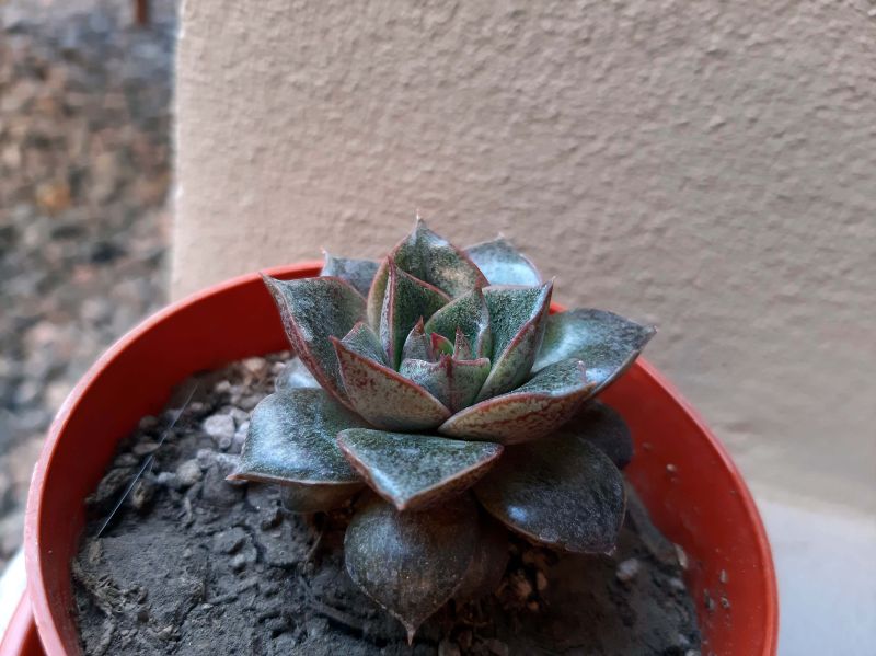 A photo of Echeveria Dionysos (E. purpusorum x E. spec.) (HIBRIDO)