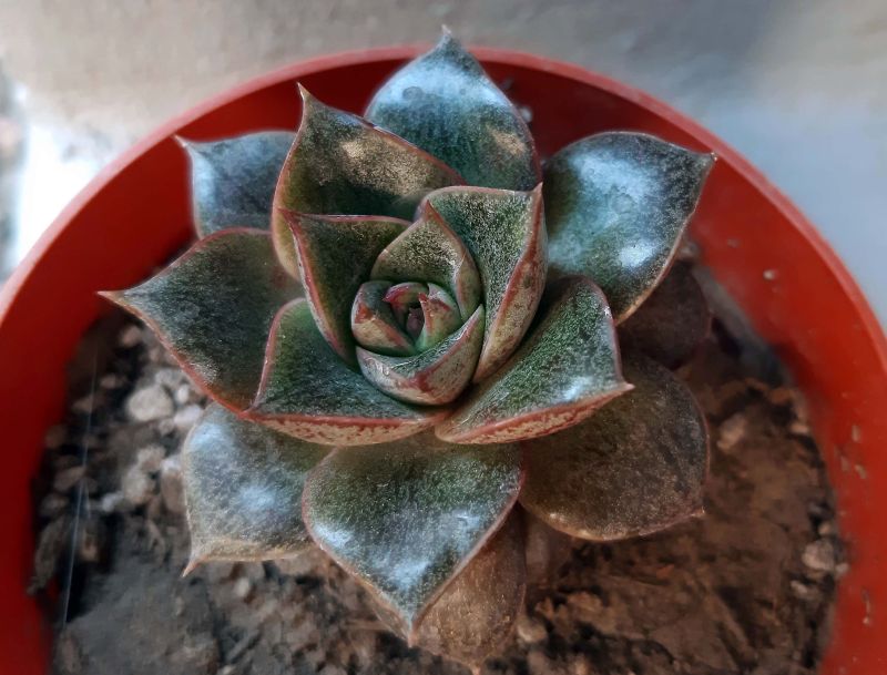 A photo of Echeveria Dionysos (E. purpusorum x E. spec.) (HIBRIDO)