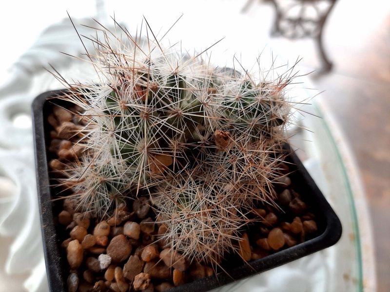 Una foto de Escobaria zilziana