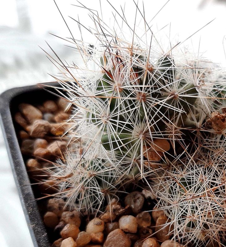 Una foto de Escobaria zilziana