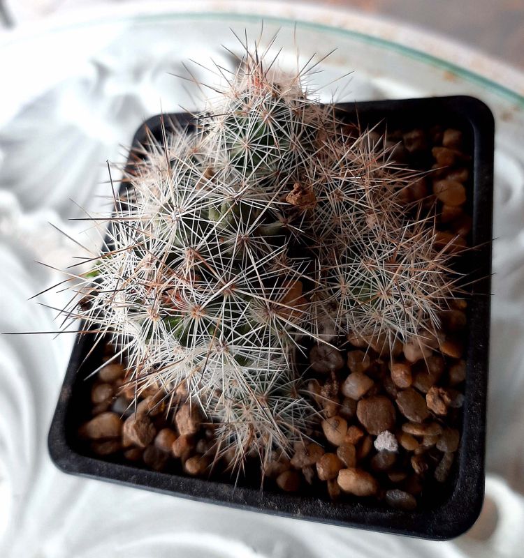 Una foto de Escobaria zilziana