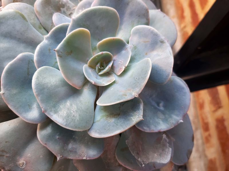 Photo of a cactus currently being identified