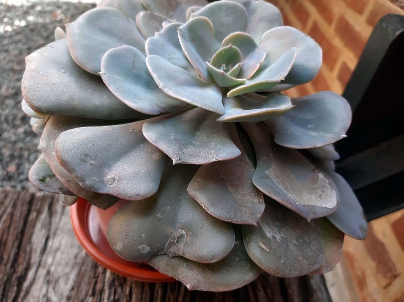 Photo of a cactus currently being identified