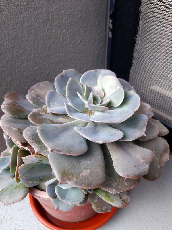 Photo of a cactus currently being identified