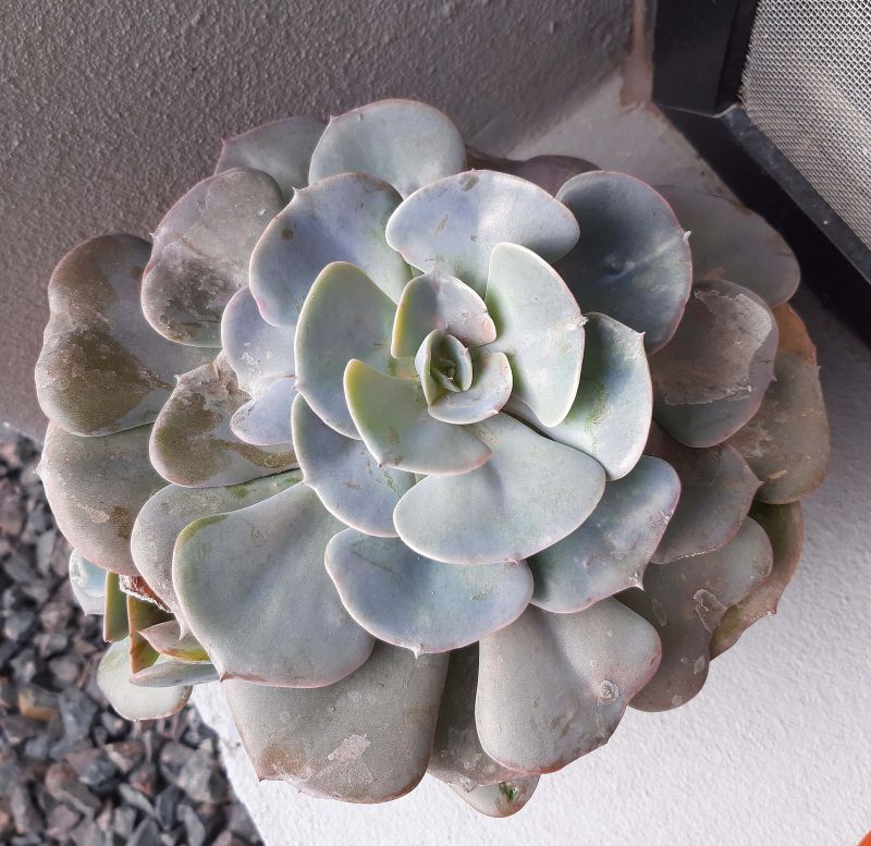 Photo of a cactus currently being identified