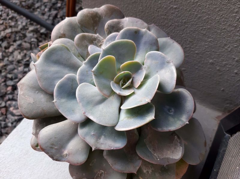 Photo of a cactus currently being identified