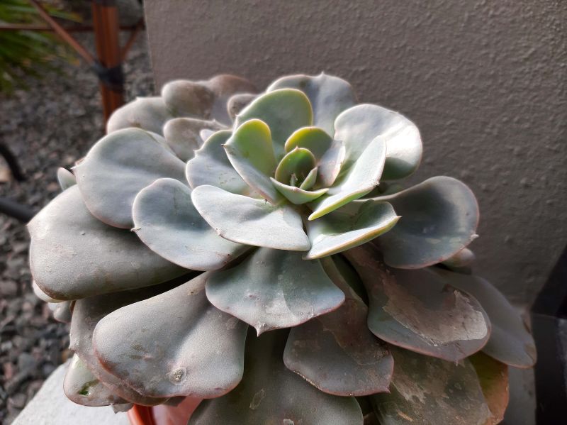 Photo of a cactus currently being identified