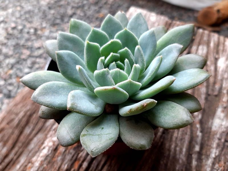 A photo of Echeveria Humberto Villa  (HIBRIDO)