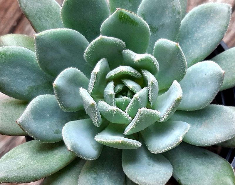 A photo of Echeveria Humberto Villa  (HIBRIDO)