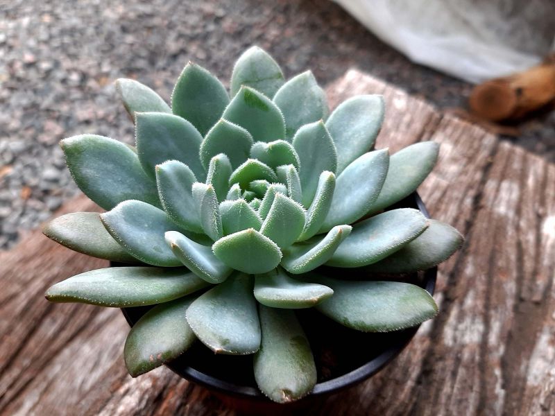 A photo of Echeveria Humberto Villa  (HIBRIDO)