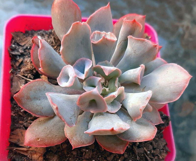 Una foto de Echeveria Pink Trumpet (HIBRIDO)
