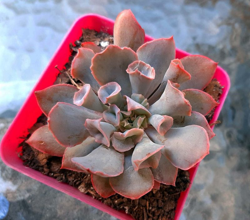 Una foto de Echeveria Pink Trumpet (HIBRIDO)