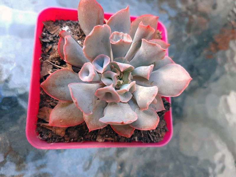 Una foto de Echeveria Pink Trumpet (HIBRIDO)