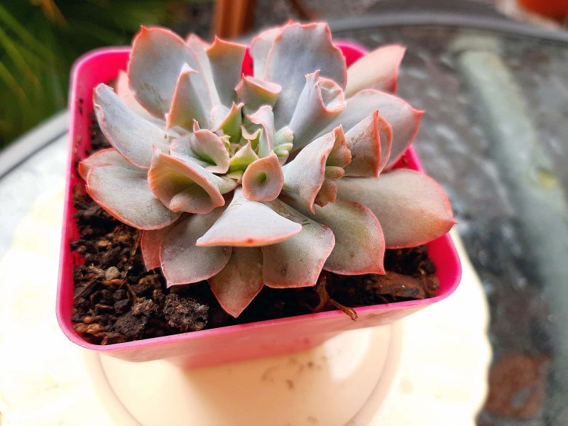 Una foto de Echeveria Pink Trumpet (HIBRIDO)