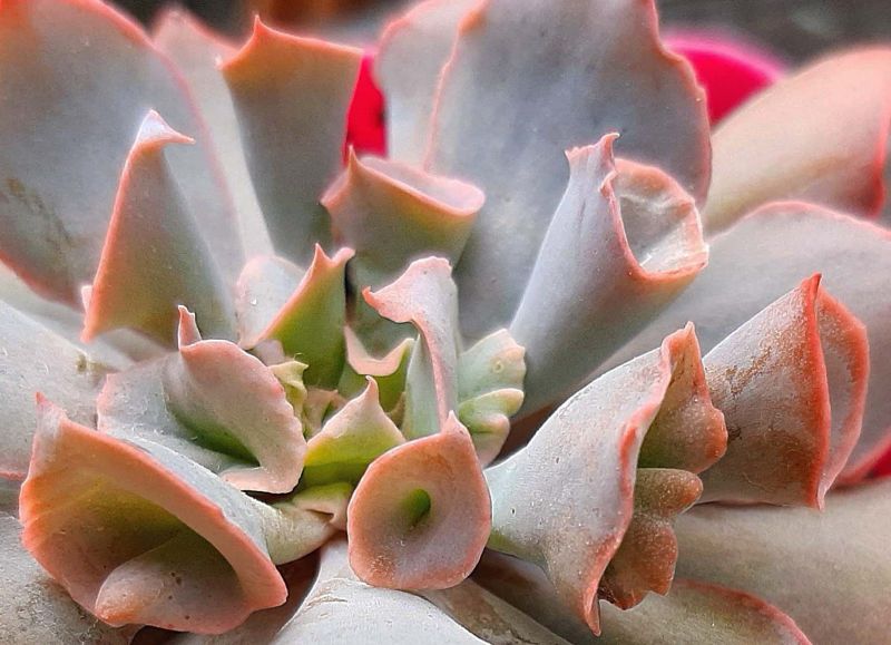 Una foto de Echeveria Pink Trumpet (HIBRIDO)