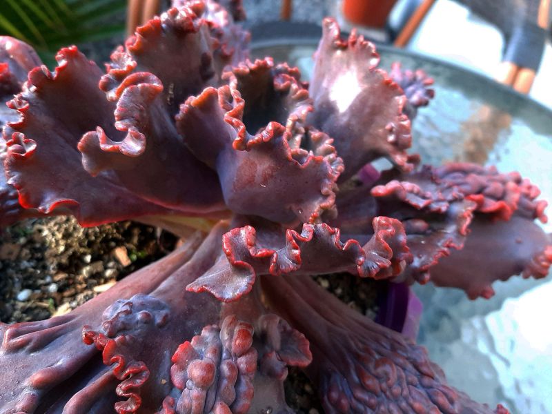 A photo of Echeveria Mauna Loa (HIBRIDO)