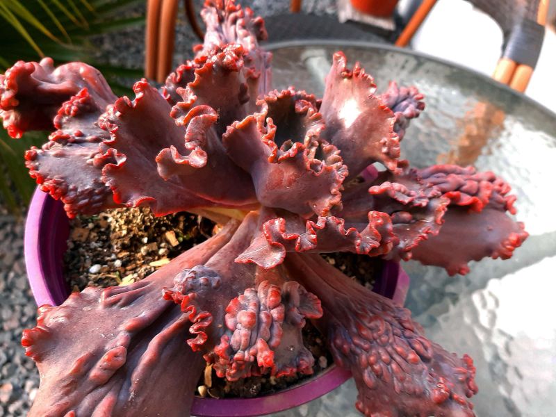 A photo of Echeveria Mauna Loa (HIBRIDO)