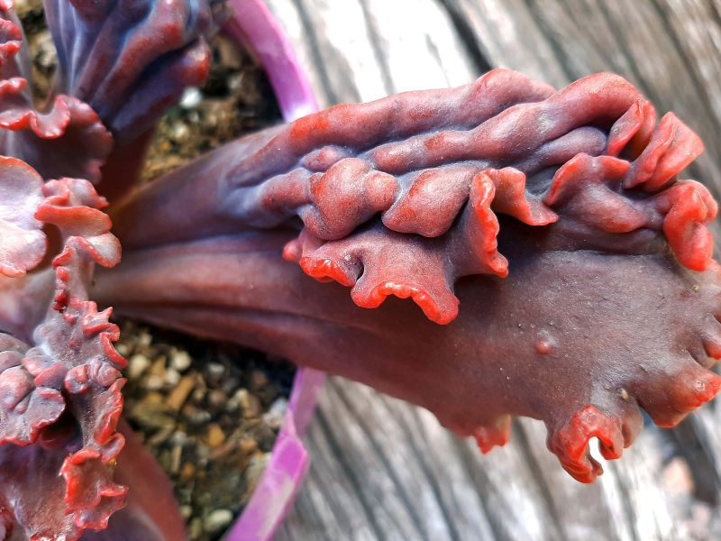 A photo of Echeveria Mauna Loa (HIBRIDO)