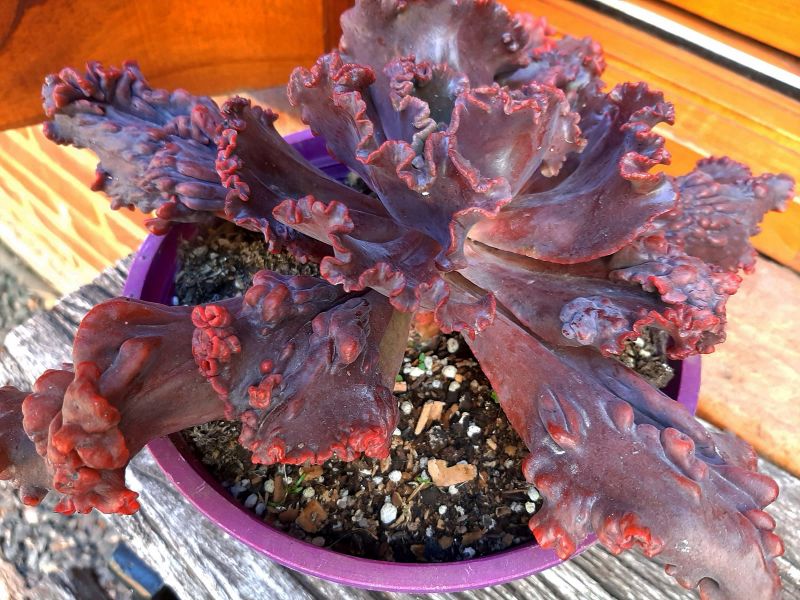 A photo of Echeveria Mauna Loa (HIBRIDO)