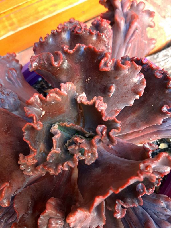 A photo of Echeveria Mauna Loa (HIBRIDO)