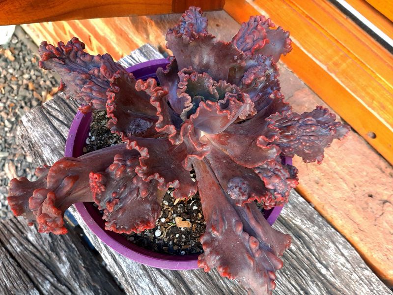 A photo of Echeveria Mauna Loa (HIBRIDO)