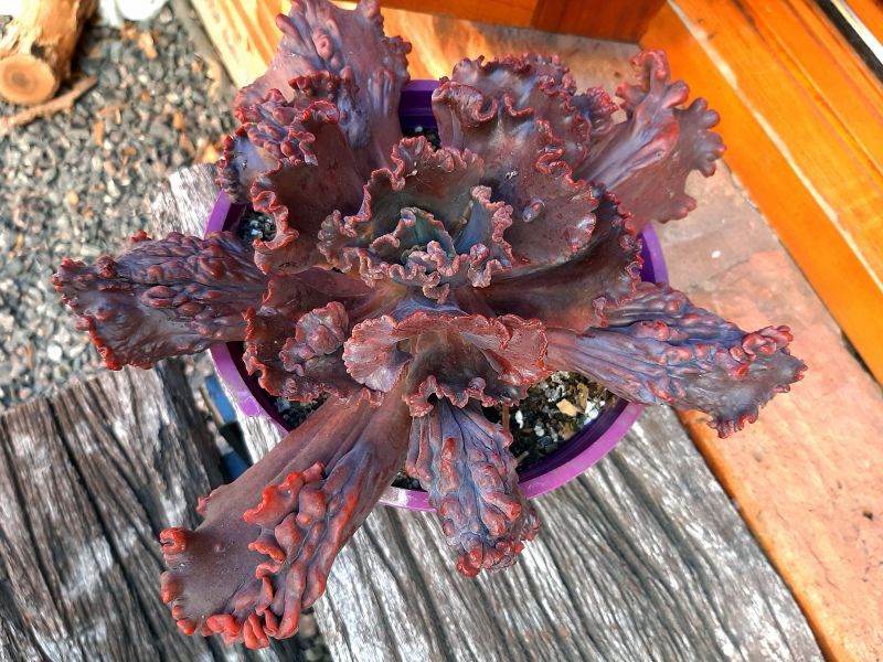A photo of Echeveria Mauna Loa (HIBRIDO)