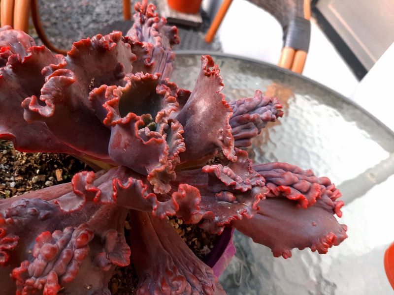 A photo of Echeveria Mauna Loa (HIBRIDO)
