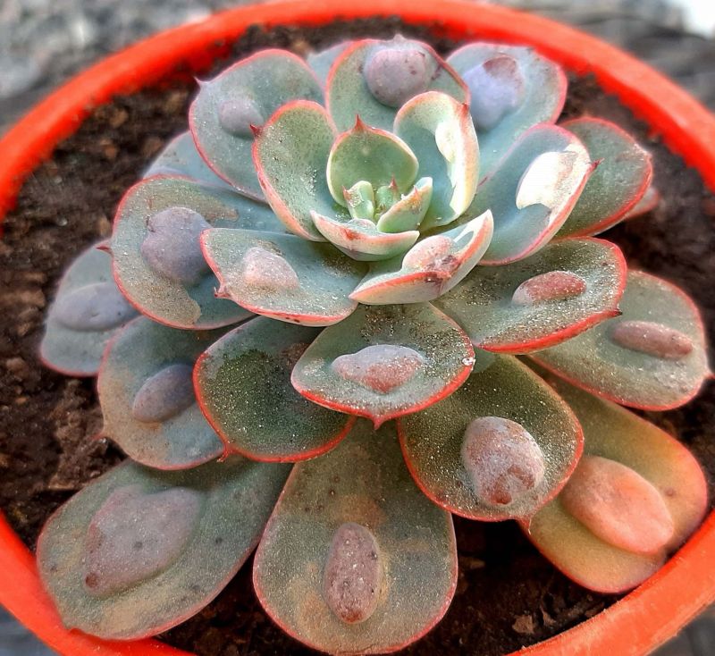 Una foto de Echeveria Raindrops (HIBRIDO)