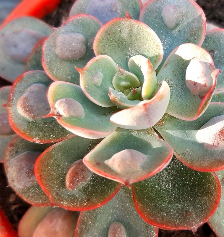 Una foto de Echeveria Raindrops (HIBRIDO)