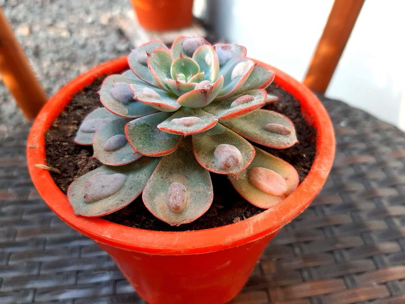 Una foto de Echeveria Raindrops (HIBRIDO)