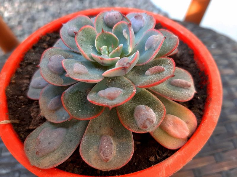 Una foto de Echeveria Raindrops (HIBRIDO)
