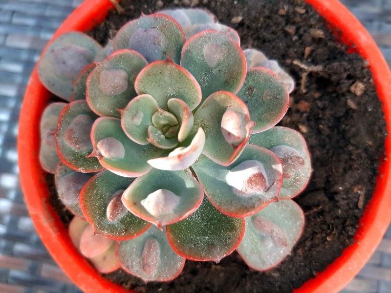 Una foto de Echeveria Raindrops (HIBRIDO)