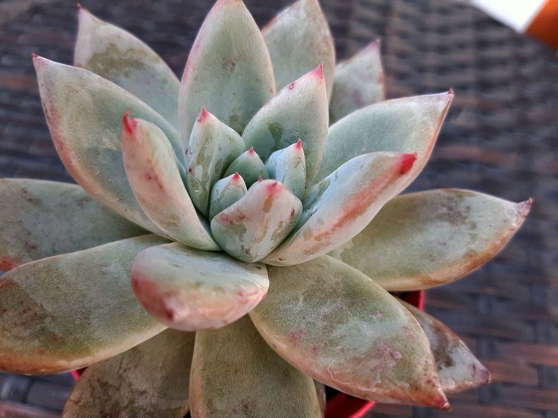 A photo of Echeveria colorata