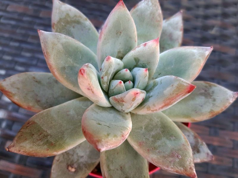 A photo of Echeveria colorata