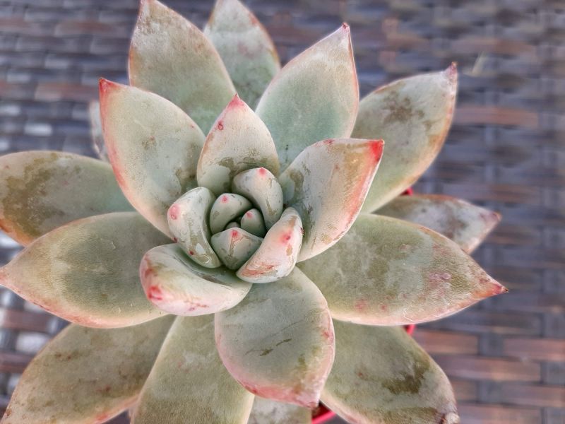 A photo of Echeveria colorata